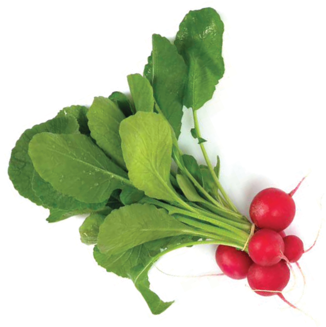 Fresh radish bunch with green leafy tops.