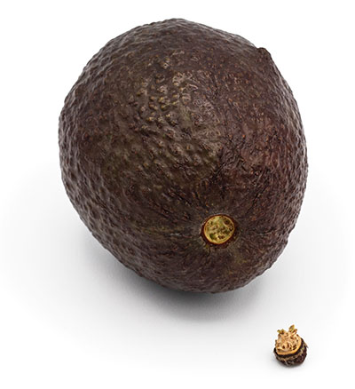 Whole avocado with removed stem on white background.