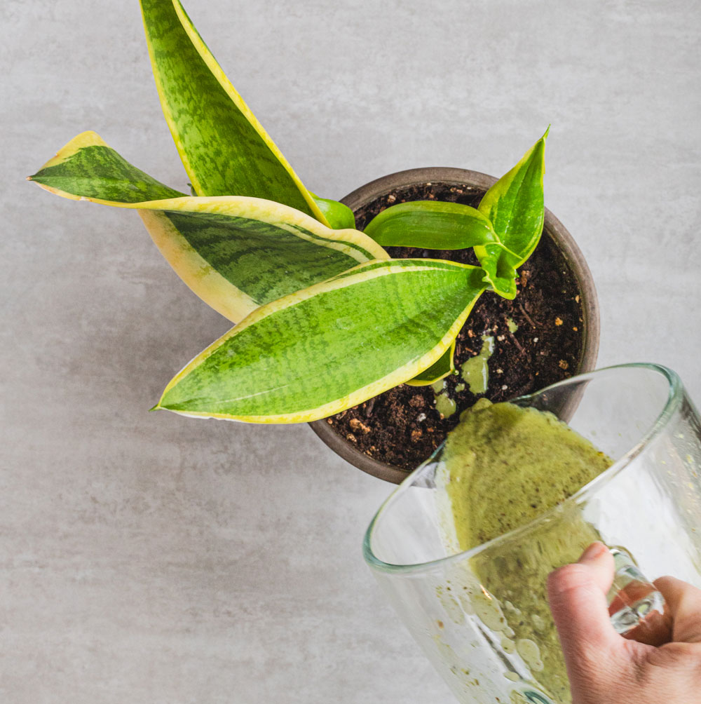 Watering a potted snake plant with green liquid.