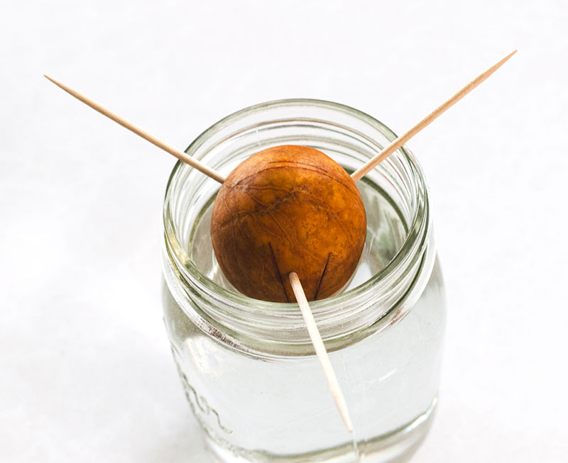 Avocado seed suspended over water in glass jar.