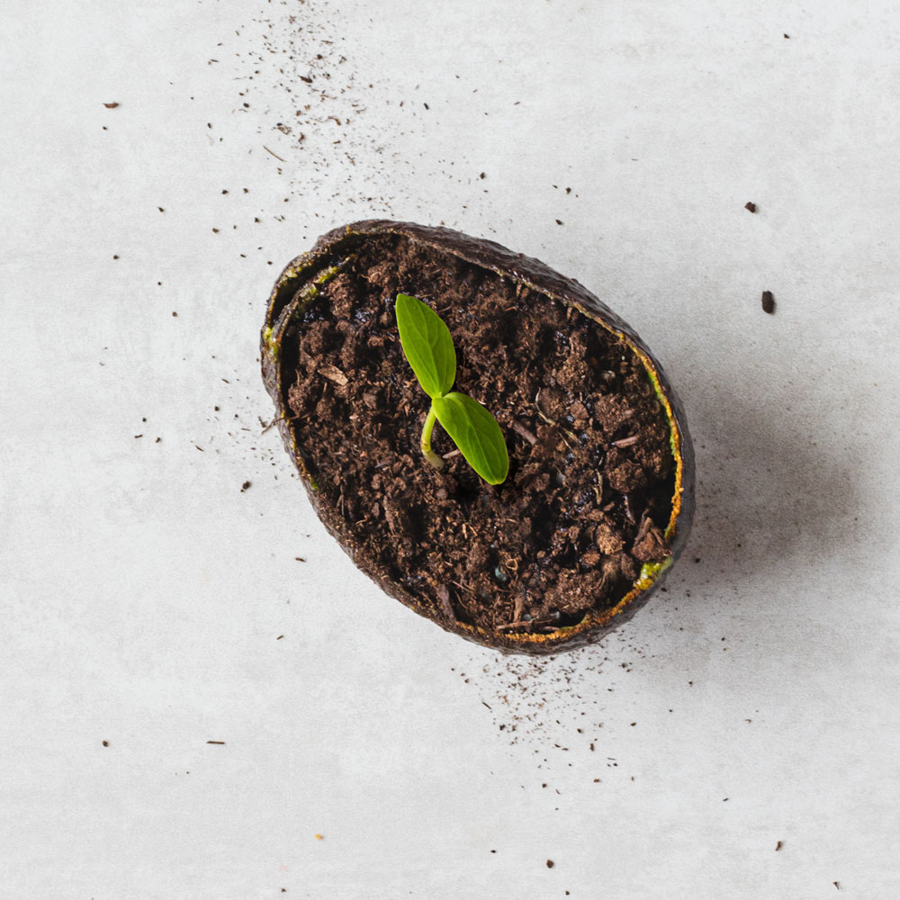 Seedling growing in avocado shell planter.