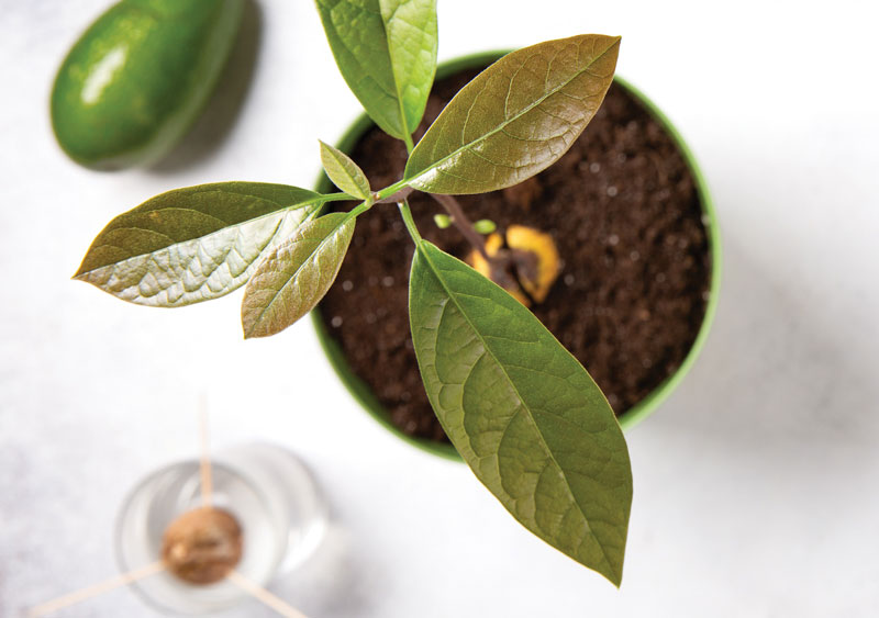 Avocado plant growing in pot with avocado nearby.